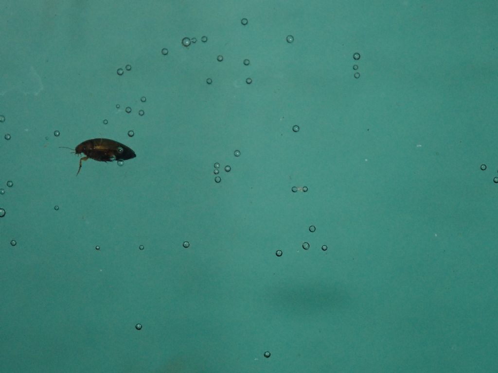 piccolo ditiscidae del Magredi: cfr. Laccophilus sp.
